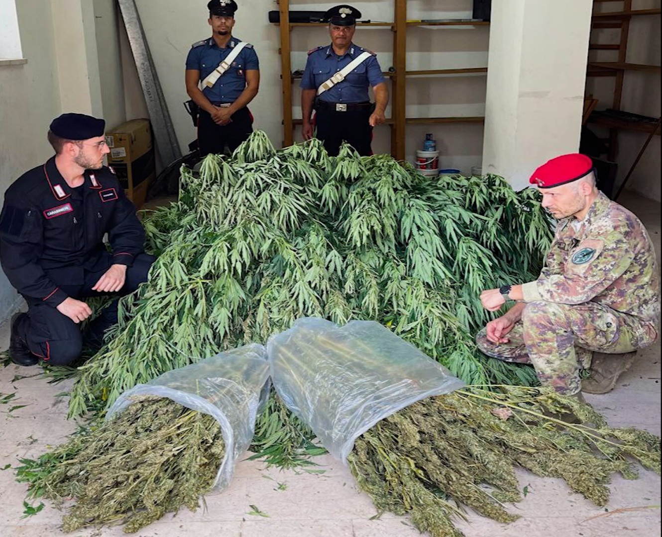 2 kg di droga pronta per essere venduta. Carabinieri individuano altra piantagione di marijuana sul Gargano.