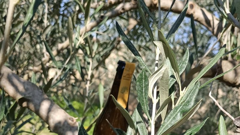 “Avete mai bevuto una birra?”. La provocazione della prima birra nata dall’economia circolare