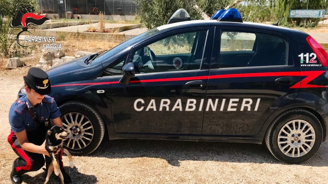 Carabinieri salvano cucciolo legato sotto al sole cocente. Denunciato il padrone per maltrattamento di animale.