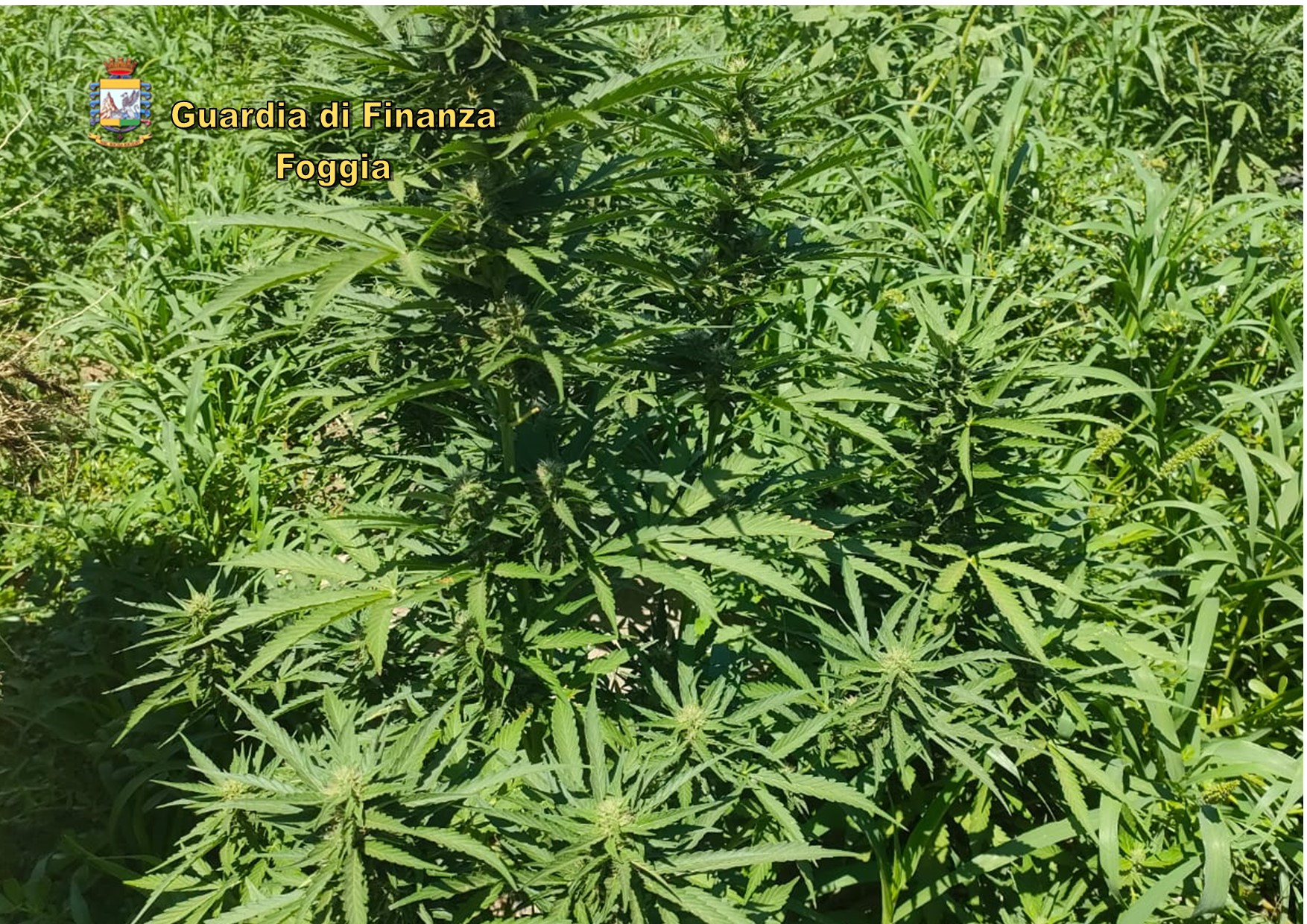 Filo elettrico per proteggere piantagione di cannabis sul Gargano. Scoperte coltivazioni illegali dai Finanzieri.
