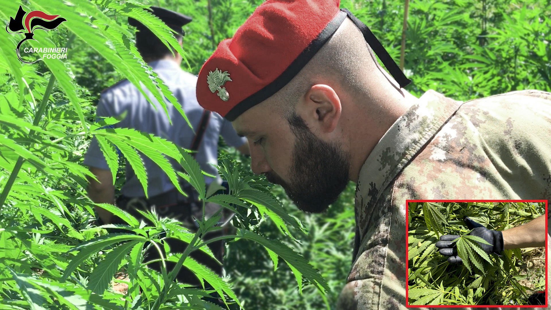 Scoperta un’altra piantagione di marijuana nella zona di Cagnano Varano.