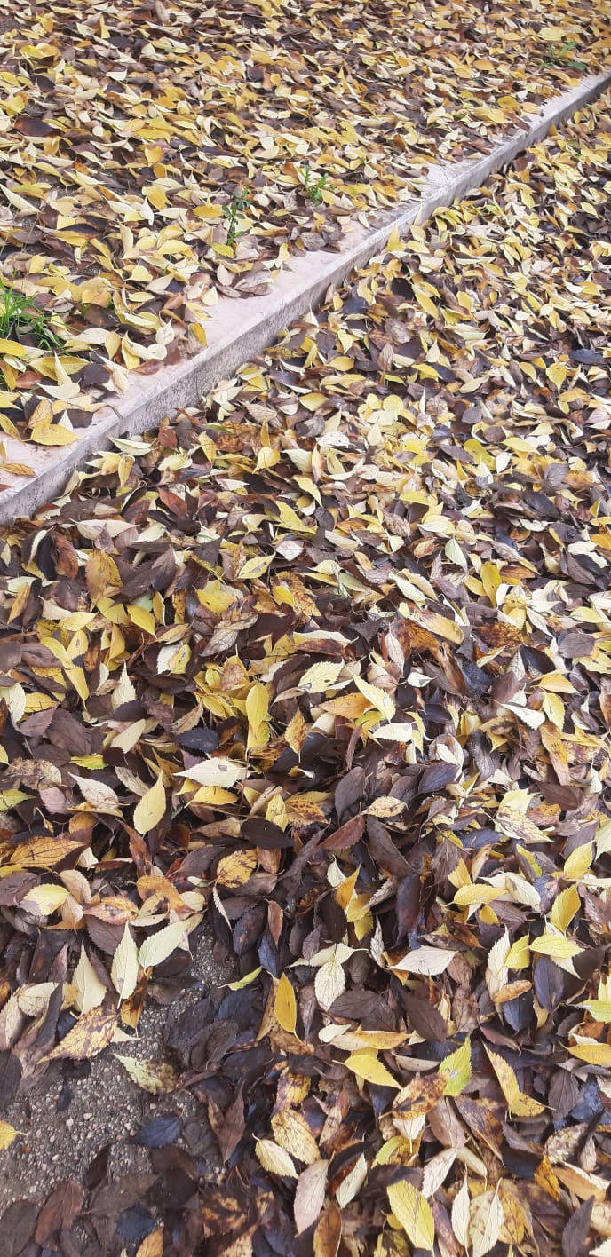 In autunno cadono le foglie, ma nessun le raccoglie.